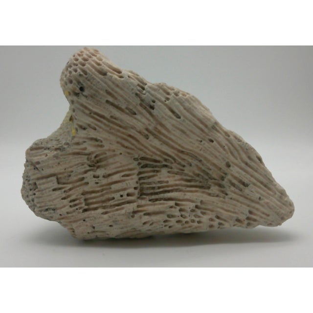 Large Fossilized Brain Coral Specimen Nautical Sea Creature Art Beach For Sale - Image 10 of 10