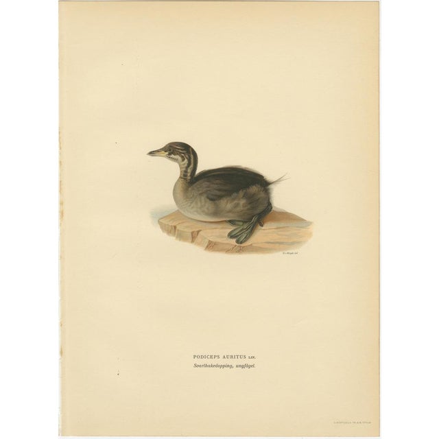 Antique Horned Grebe Bird Lithographs, Podiceps Auritus, 1929, Set of 3 For Sale - Image 6 of 10