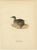Antique Horned Grebe Bird Lithographs, Podiceps Auritus, 1929, Set of 3 For Sale - Image 6 of 10