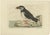 Sepp & Nozeman, Bird Illustration of the Atlantic Puffin, 1809, Print For Sale