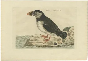 Sepp & Nozeman, Bird Illustration of the Atlantic Puffin, 1809, Print