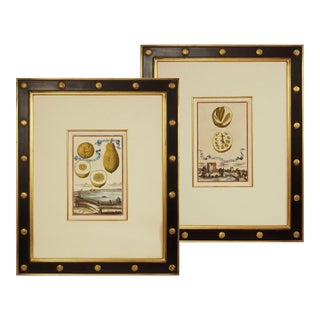 19th Century Antique Botanical Engravings Framed Volkamer Citrus Lemon Nuremberg Hesperides - a Pair For Sale