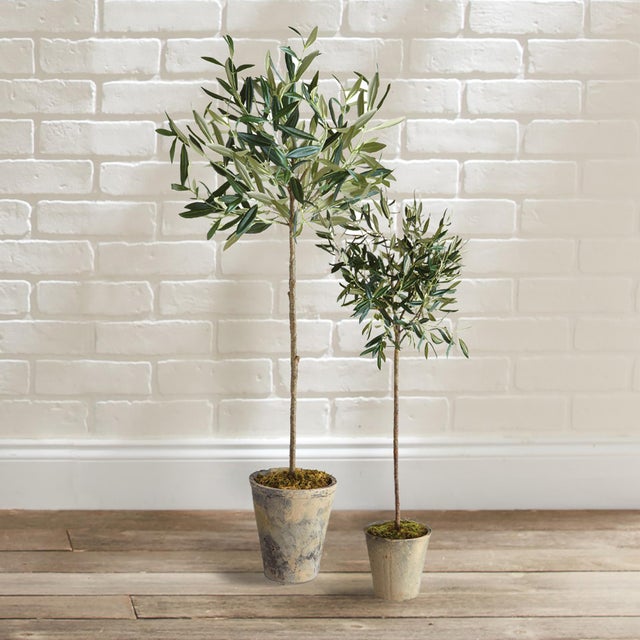 Realism Olive Tree Potted 30" For Sale - Image 3 of 3