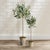 Realism Olive Tree Potted 30" For Sale - Image 3 of 3