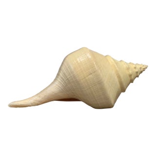 Early 20th Century Extra Large Syrinx Aranus Sea Shell For Sale