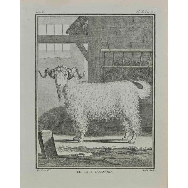 The goat of Angora (a goat) is an etching realized by Jean Gullaume Moitte in 1771. It Belongs to the suite "Natural,...