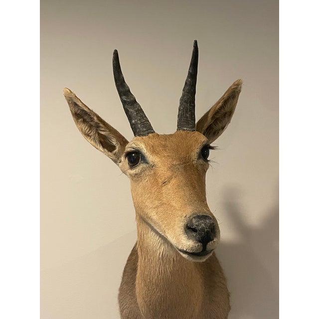 Animal Skin Late 20th Century Reedbuck Shoulder Mount Taxidermy Hunting Trophy For Sale - Image 7 of 12