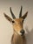 Animal Skin Late 20th Century Reedbuck Shoulder Mount Taxidermy Hunting Trophy For Sale - Image 7 of 12