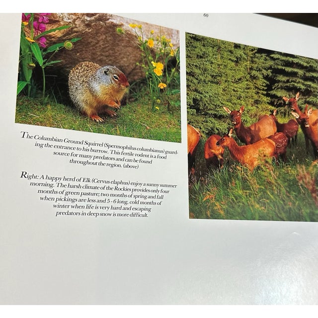 Paper Vintage 1995 Black & Gold Coffee Table Book: Eternal Rockies For Sale - Image 7 of 12