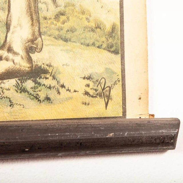 Vintage Educational Butchering Chart, Former Czechoslovakia, Early 20th Century For Sale - Image 4 of 18