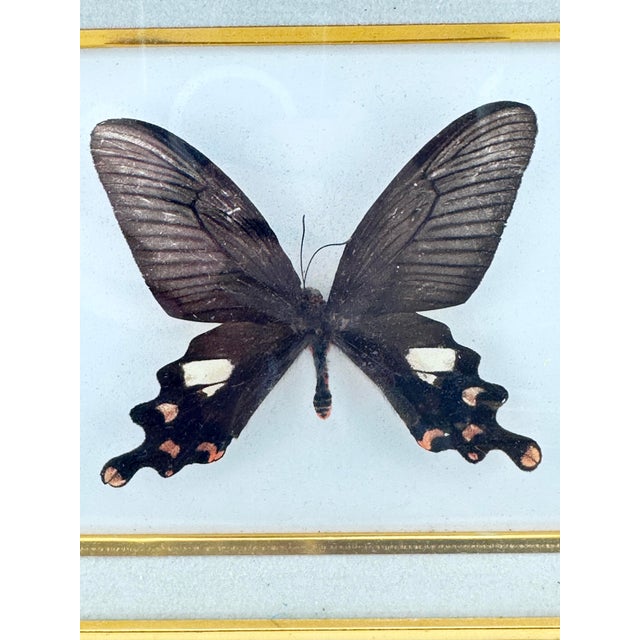 Traditional Vintage Real Framed Common Windmill Butterfly Taxidermy Specimen Byasa Polyeuctes For Sale - Image 3 of 6