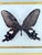 Traditional Vintage Real Framed Common Windmill Butterfly Taxidermy Specimen Byasa Polyeuctes For Sale - Image 3 of 6