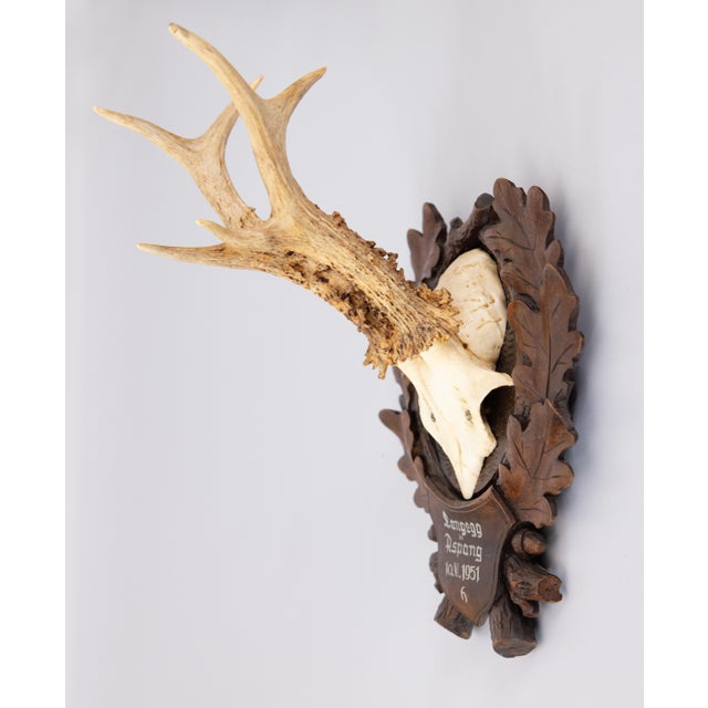 Black Forest Black Forest Roe Deer Antlers Hunting Trophy 1951 Mount For Sale - Image 4 of 7
