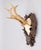 Black Forest Black Forest Roe Deer Antlers Hunting Trophy 1951 Mount For Sale - Image 4 of 7