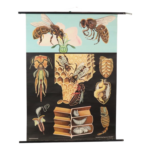Large Vintage The Honeybee School Chart, 1968 For Sale