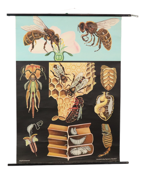 Large Vintage The Honeybee School Chart, 1968