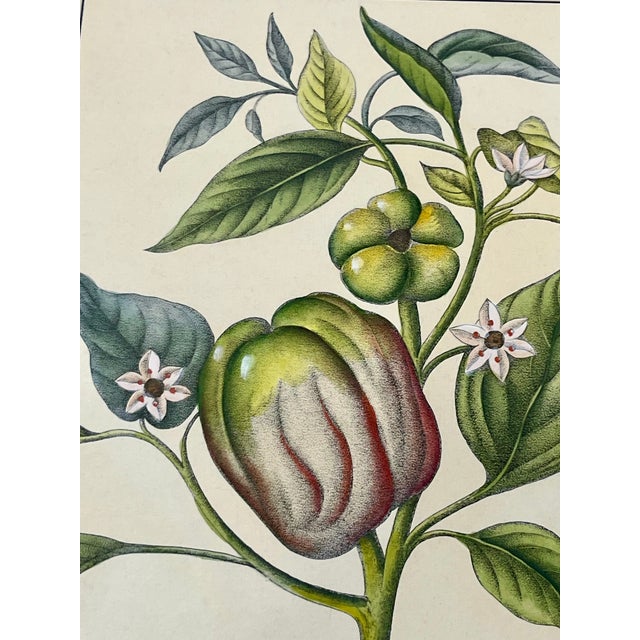 1980s Pair Vintage Custom Framed Botanical Giclee Prints With Double Linen Matte For Sale - Image 5 of 18