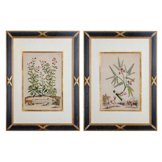 Neoclassical Munting Botanical Engravings - a Pair For Sale