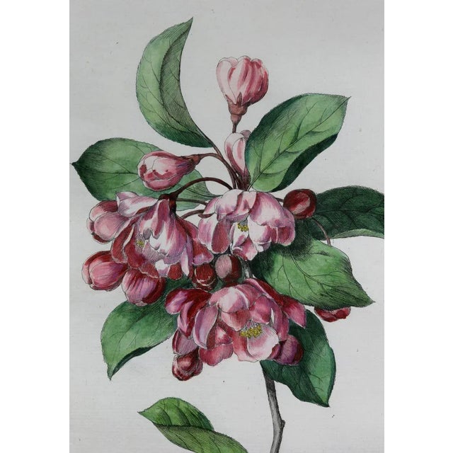 Framed Botanicals Of Flowers By Hendrik Schwegman - Set of 3 For Sale - Image 4 of 6