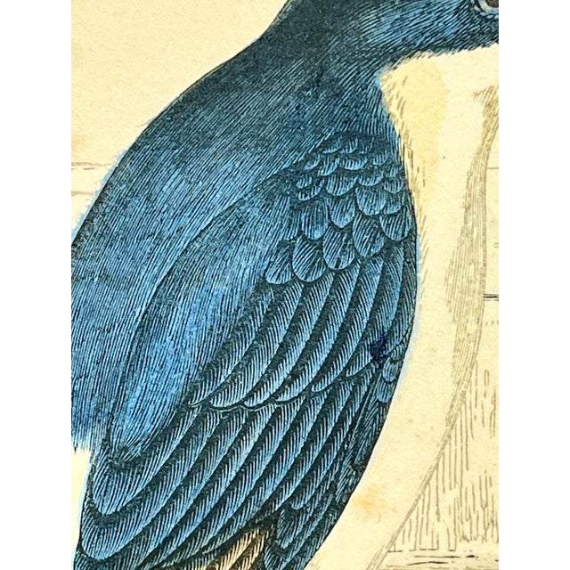 Late 19th Century Antique Hand Tinted Bird Print From England Featuring a Blue & White Martin - Circa 1880 For Sale - Image 5 of 11