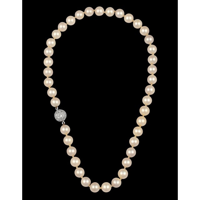 41 Round Akoya Pearls Strand Necklace Set in Metal Ball Clasp For Sale - Image 14 of 18