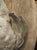 Pair of Circa 1890 Weathered French Hunt Trophies on Natural Oak Oval Panels For Sale In Dallas - Image 6 of 18