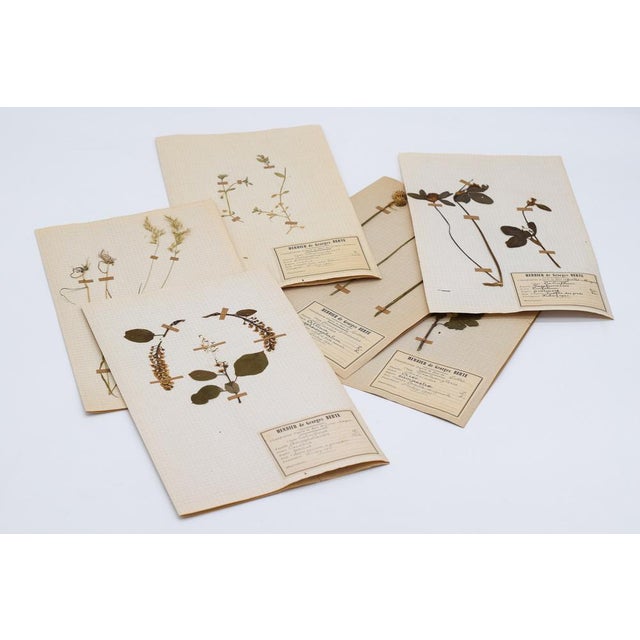 George Bert Herbarium - Unique plates / Rare and authentic collection. Possibility under glass or framing on request. Era...