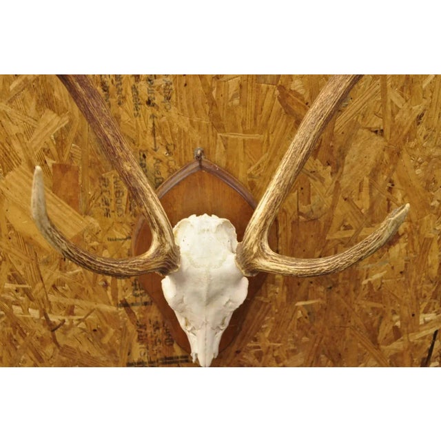 Vintage Taxidermy Red Deer Axis Elk Skull & Antler Mount on Wall Plaque ...