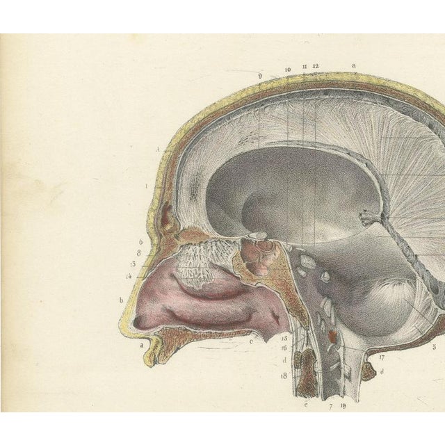 Hirschfeld and Leveille, Median Sagittal Sections of the Head, 1866, Paper For Sale - Image 4 of 8