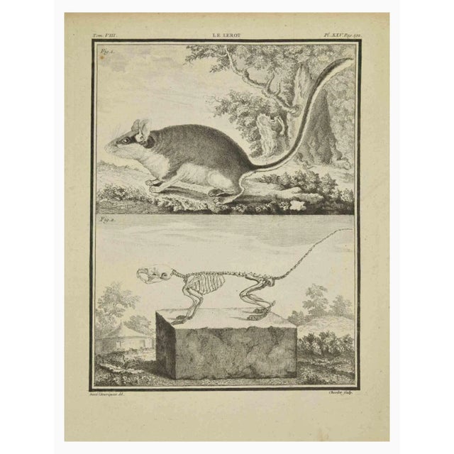 La Lerot is an etching realized by J. Chevillet in 1771. It belongs to the suite "Histoire Naturelle de Buffon". The...