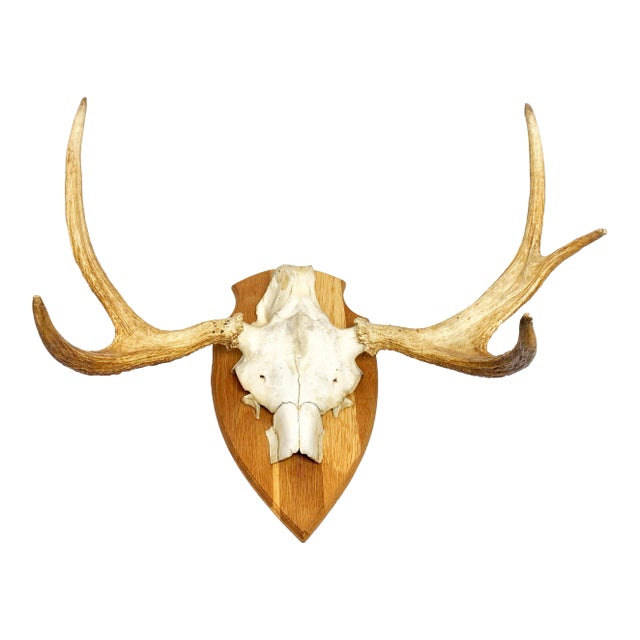 Vintage Large Swedish Elk Taxidermy Skull Wall Mounting For Sale