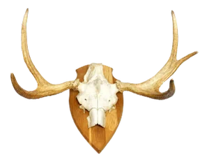 Vintage Large Swedish Elk Taxidermy Skull Wall Mounting