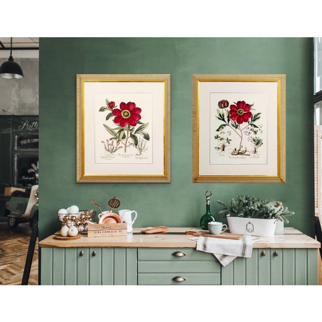 Two large framed botanical prints. Beautiful tones and quality. The prints are 21” x 17” each. The frames are 28 1/4 “...