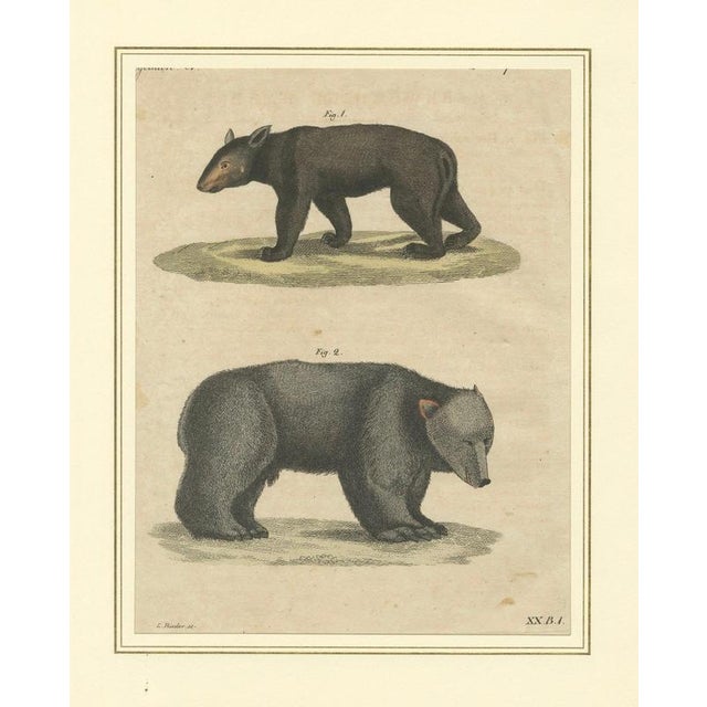 Bertuch, Tapir & Bear Zoological, 1800, Engraving For Sale - Image 3 of 9