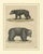 Bertuch, Tapir & Bear Zoological, 1800, Engraving For Sale - Image 3 of 9