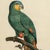 1950s Framed French Ornithological Parrot Lithographs After Jacques Barraband - A Pair For Sale In San Diego - Image 6 of 13