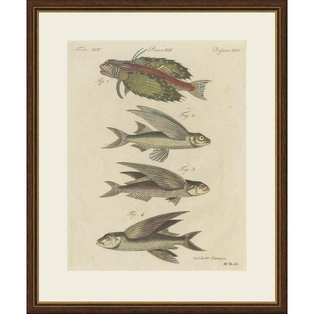 This hand coloured copper engraving of flying fishes, three with their long wing like pectoral fins spread and a brightly...