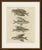 This hand coloured copper engraving of flying fishes, three with their long wing like pectoral fins spread and a brightly...
