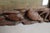 Asian Artist, Asian Scene, 1800s, Paint, Framed For Sale - Image 3 of 16
