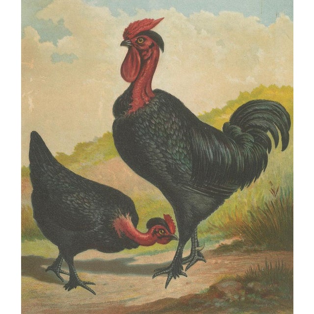 After Förster, Black Zevenbergen Naked Neck Chickens, 1888, Print For Sale - Image 6 of 10