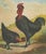 After Förster, Black Zevenbergen Naked Neck Chickens, 1888, Print For Sale - Image 6 of 10