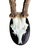Roe Deer Trophy 74 Black Forest Antlers Mount For Sale - Image 4 of 5