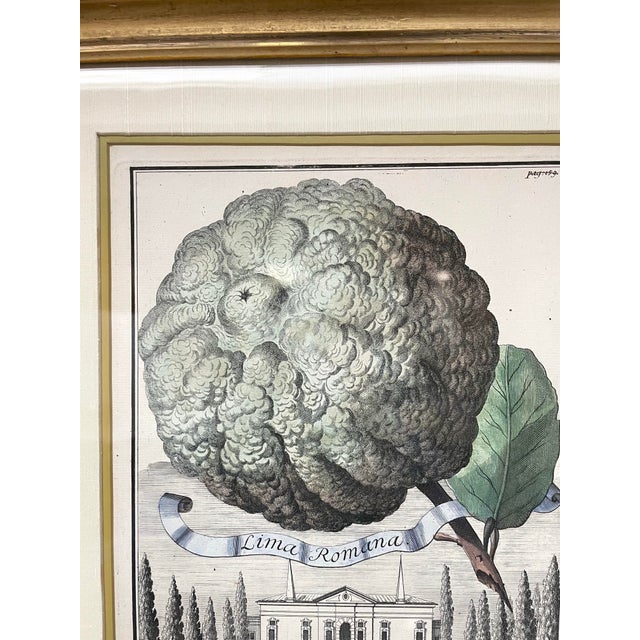 Green 18th Century Nuremberg Hesperides Botanical Engraving by Johann Volckamer For Sale - Image 8 of 9