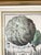 Green 18th Century Nuremberg Hesperides Botanical Engraving by Johann Volckamer For Sale - Image 8 of 9