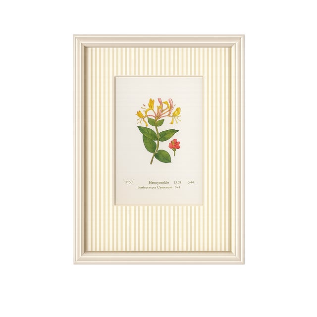 An exceptional collection of four authentic alpine botanical chromolithographs dating to approximately 1909, beautifully...