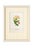 An exceptional collection of four authentic alpine botanical chromolithographs dating to approximately 1909, beautifully...