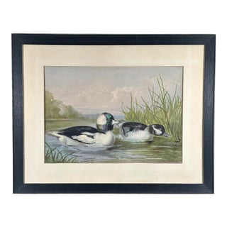Antique 1878 Alexander Pope Jr Duck Chromolithograph Bufflehead Ducks Framed For Sale