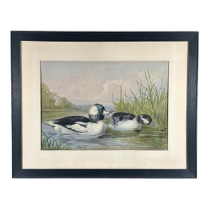 Antique 1878 Alexander Pope Jr Duck Chromolithograph Bufflehead Ducks Framed
