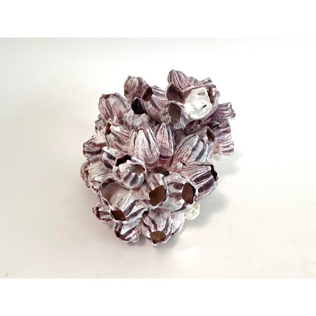 Chinoiserie Natural Barnacles Cluster For Sale - Image 3 of 8