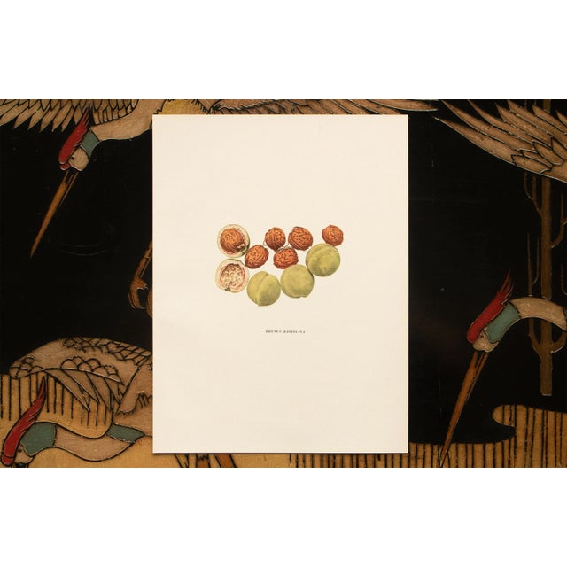 1900s U. P. Hedrick, Original Antique Photogravure of Prunus Davidiana Peaches For Sale In Dallas - Image 6 of 7